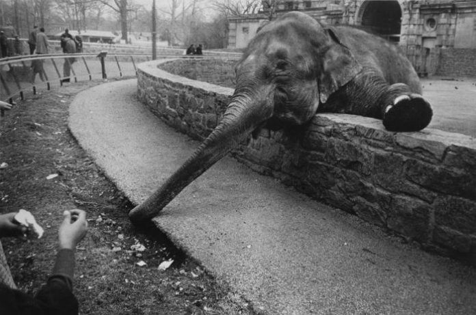 elefante zoologico Bronx